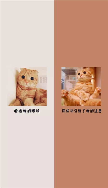抖音最火情侶分割線聊天背景圖 微信聊天隔離壁紙圖片好看可愛